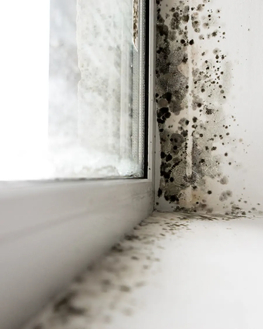 Schimmelbefall an Fensterlaibung und Fensterbank als typischer Feuchtigkeitsschaden